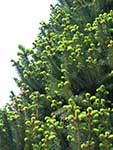 Ель обыкновенная (Picea abies) сорт Cupressina