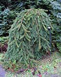 Ель обыкновенная (Picea abies) сорт Inversa