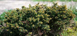Ель обыкновенная (Picea abies) сорт Little Gem