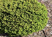 Ель обыкновенная (Picea abies) сорт Little Gem