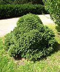 Ель обыкновенная (Picea abies) сорт Nana