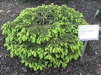 Ель обыкновенная (Picea abies) сорт Nidiformis