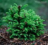 Ель обыкновенная (Picea abies) сорт Ohlendorffii