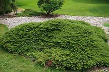 Ель обыкновенная (Picea abies) сорт Repens