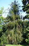Ель обыкновенная (Picea abies) сорт Virgata