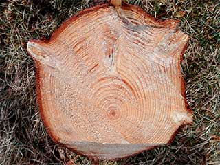 Picea abies ствол поперечный разрез