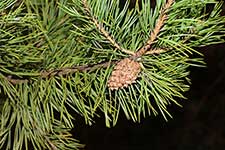 Pinus sylvestris var. cretacea