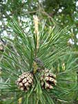 Pinus sylvestris var. hamata