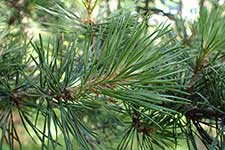 Pinus sylvestris var. mongolica