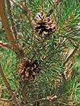 Pinus sylvestris var. nevadensis