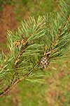 Pinus sylvestris var. sylvestris