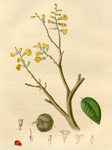 Ботаническая иллюстрация из книги “Медицинская ботаника” (Medical botany, У. Вудвилл, У. Д. Гукер, Д. Спратт; 3-е издание, том. 5: том 12, 1832)