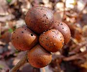 Несколько мраморных галлов, образованных осами Andricus kollari, на ветке Quercus petraea в Чёрч-Вуде, Блейн, Кент; выходное отверстие свидетельствует о том, что оса успешно покинула галл