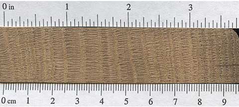 Дуб черешчатый (Quercus robur) – торец доски