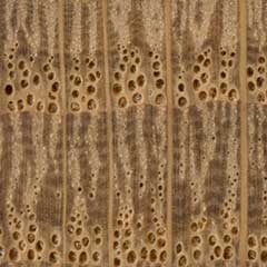 Дуб черешчатый (Quercus robur) – торец доски – волокна древесины, увел. 10х