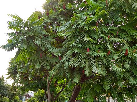 Сумах оленерогий (Rhus typhina)