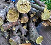 Заготовки древесины Сумаха оленерогого (Rhus typhina)