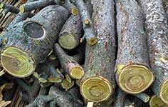 Заготовки древесины Сумаха оленерогого (Rhus typhina)