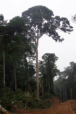 Типичные деревья Сапеле (Entandrophragma cylindricum)