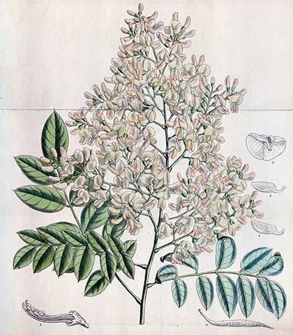 Ботаническая иллюстрация из книги “Ботанический журнал Кёртиса” (Curtis’s Botanical Magazine), том 144, Лондон, 1918