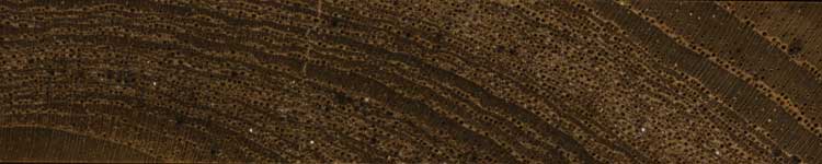 Тик (Tectona grandis) – торец доски