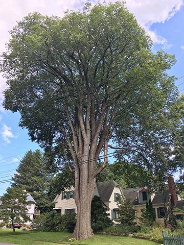 Вяз американский, расположенный на улице Elm Street в Плейстоу, Нью-Гэмпшир