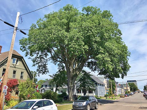 Американский вяз (Ulmus americana) в Шарлоттаун, Канада