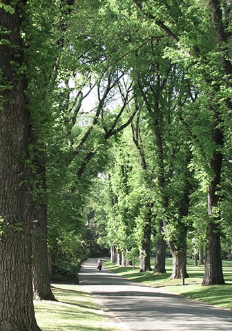 Аллея английских вязов, Мельбурн