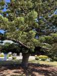 Араукария Каннингема (Araucaria cunninghamii)