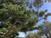 Араукария Каннингема (Araucaria cunninghamii)