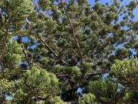 Араукария Каннингема (Araucaria cunninghamii)
