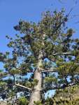 Араукария Каннингема (Araucaria cunninghamii)