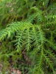 Араукария Каннингема (Araucaria cunninghamii)