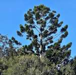 Араукария Каннингема (Araucaria cunninghamii)