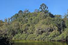 Араукария Каннингема (Araucaria cunninghamii)