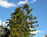 Араукария Каннингема (Araucaria cunninghamii)
