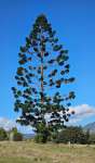 Араукария Каннингема (Araucaria cunninghamii)