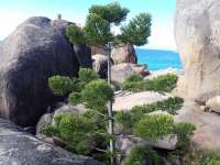 Араукария Каннингема (Araucaria cunninghamii)