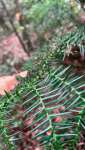 Араукария Каннингема (Araucaria cunninghamii)