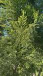 Араукария Каннингема (Araucaria cunninghamii)