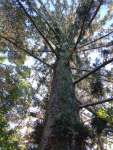 Араукария Каннингема (Araucaria cunninghamii)