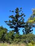 Араукария Каннингема (Araucaria cunninghamii)
