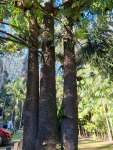 Араукария Каннингема (Araucaria cunninghamii)