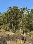 Араукария Каннингема (Araucaria cunninghamii)