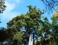 Араукария Каннингема (Araucaria cunninghamii)