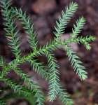 Араукария Каннингема (Araucaria cunninghamii)