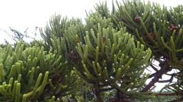 Араукария Каннингема (Araucaria cunninghamii)
