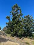 Араукария Каннингема (Araucaria cunninghamii)