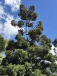 Араукария Каннингема (Araucaria cunninghamii)