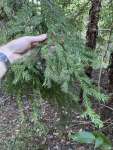Араукария Каннингема (Araucaria cunninghamii)